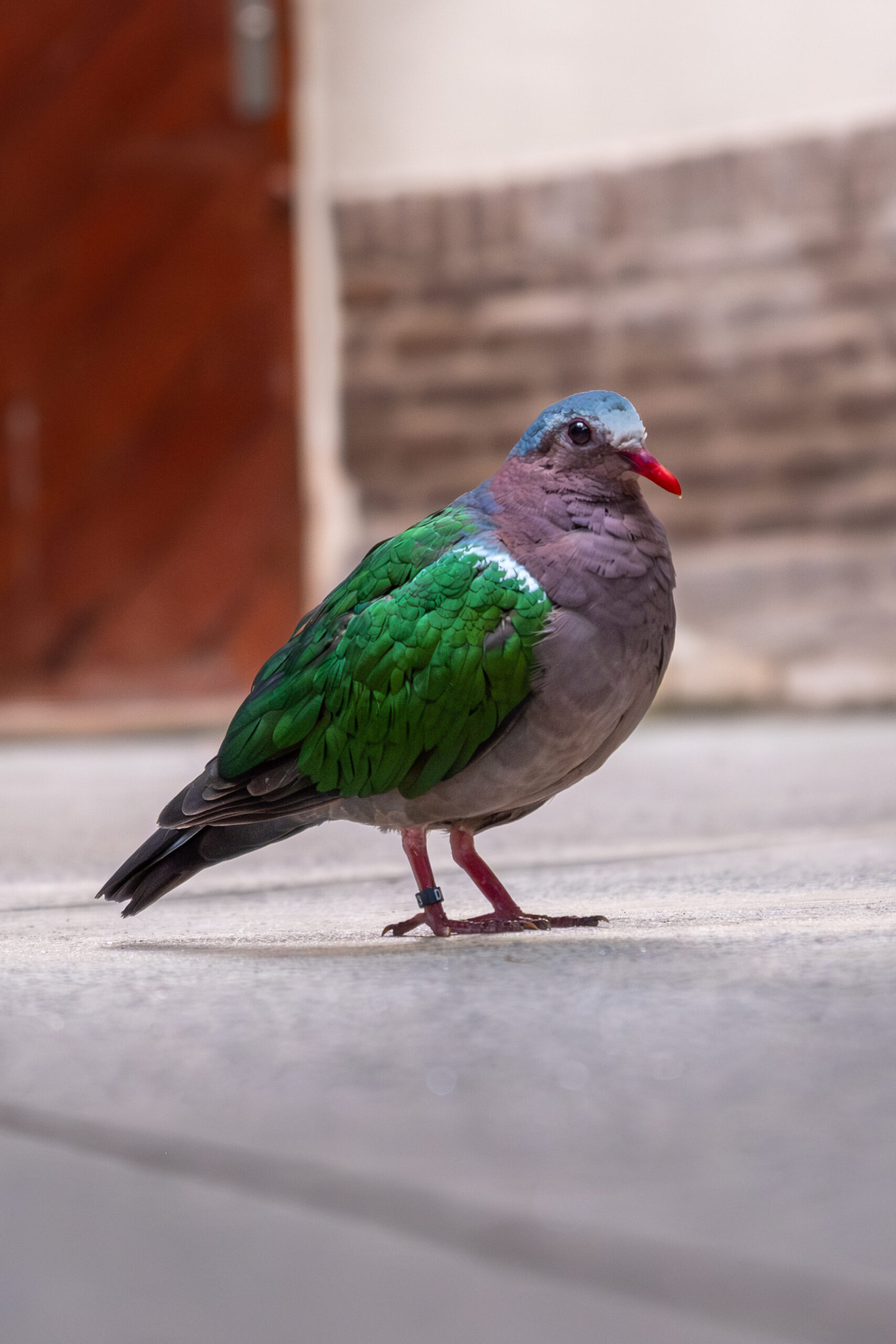 20250717-_DSF8151-Enhanced-NR