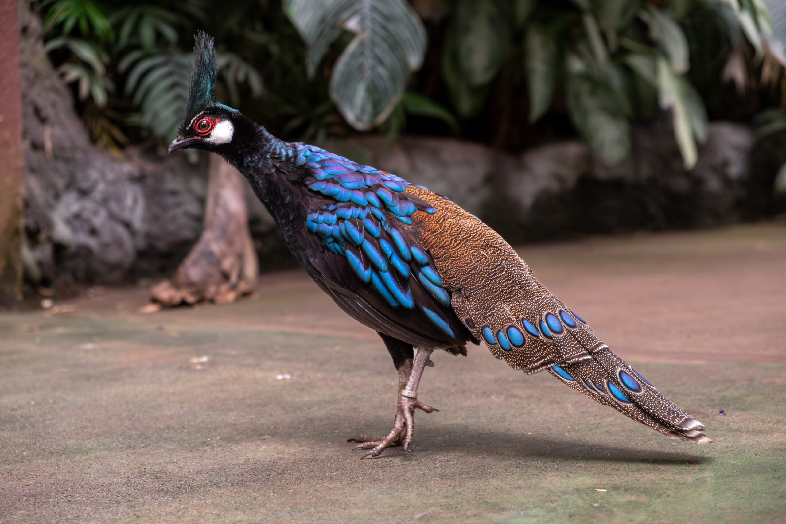 20250717-_DSF8168-Enhanced-NR