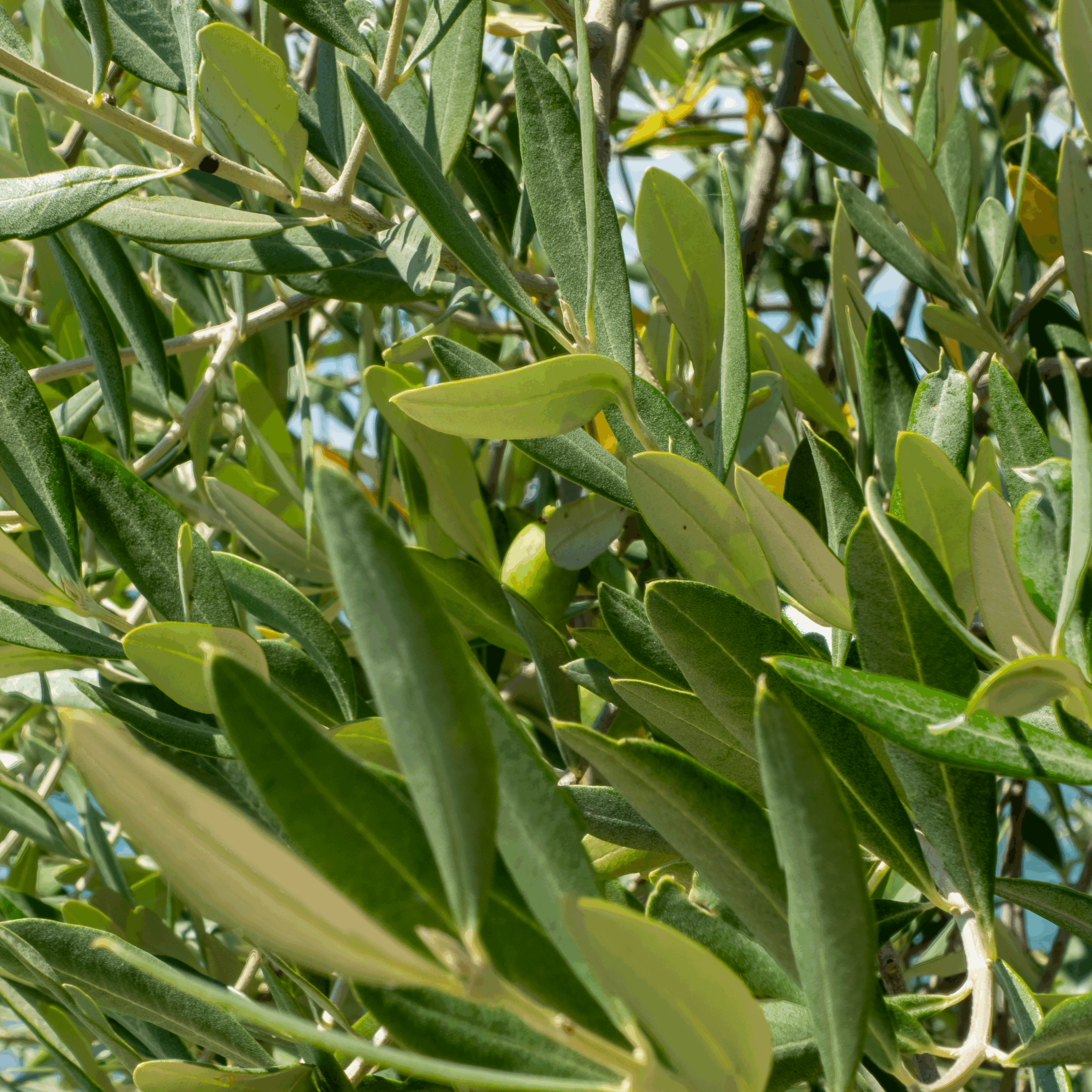 20250805-DSC01352-HDR