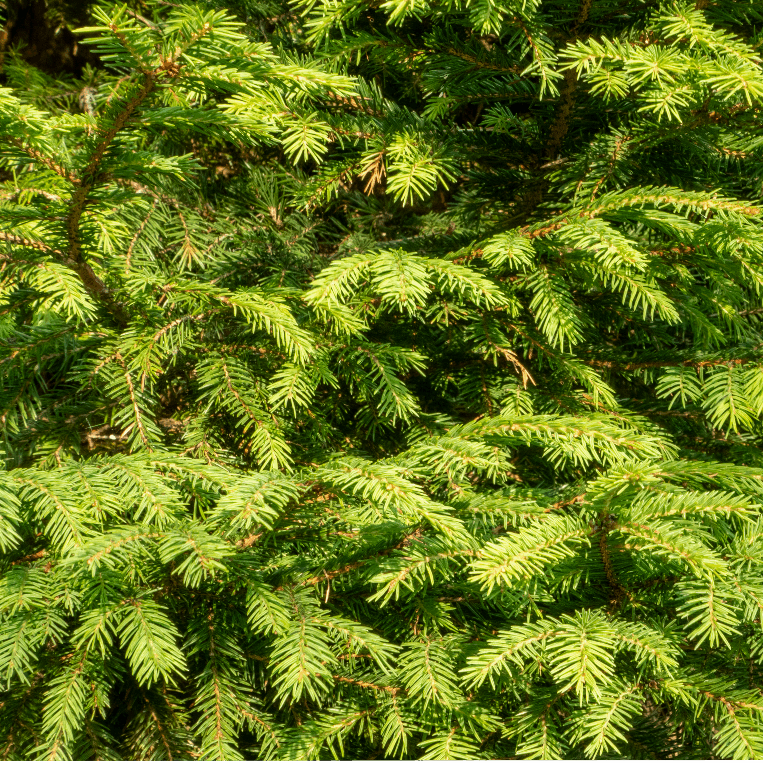 20250806-DSC01863-HDR