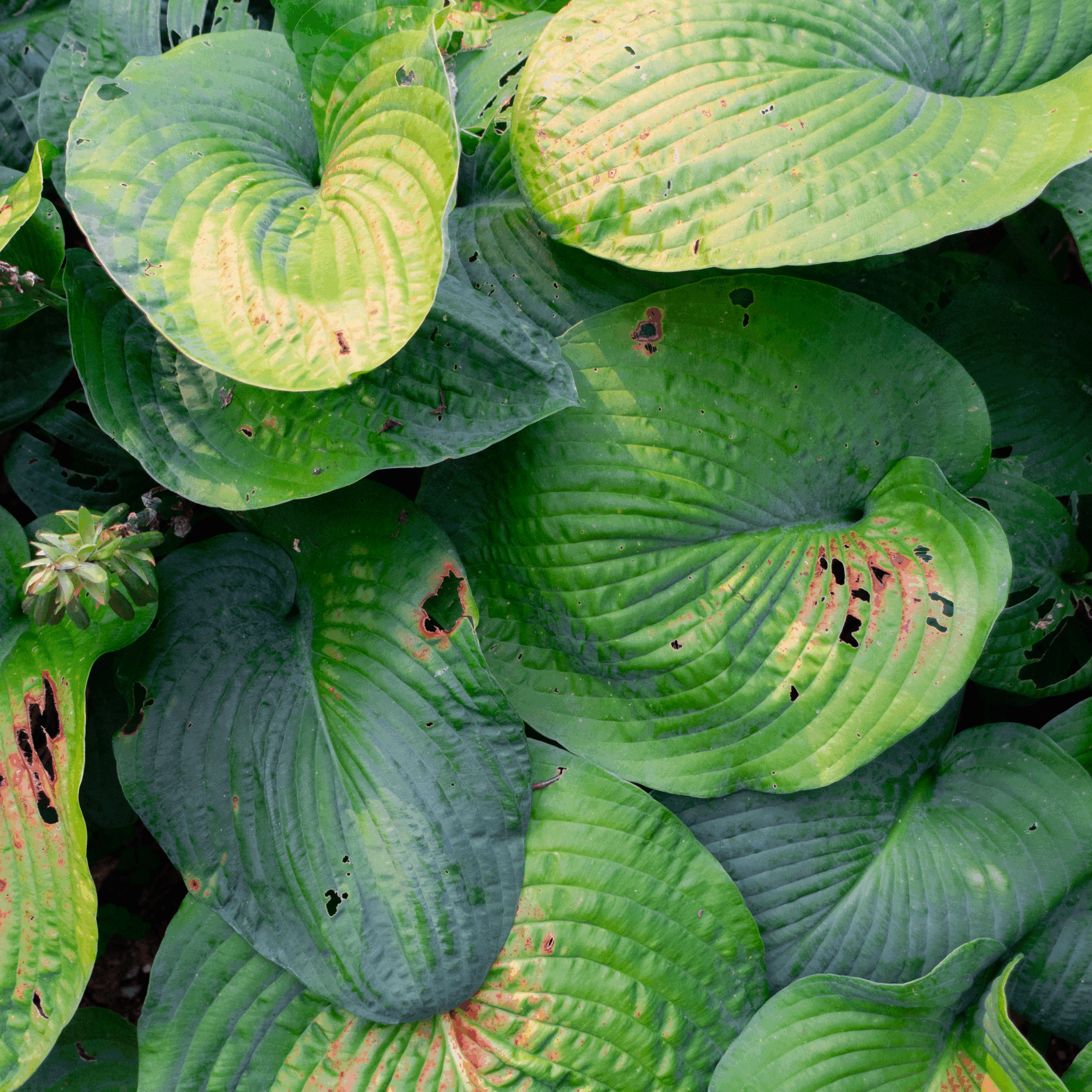 20250807-DSC02480-HDR