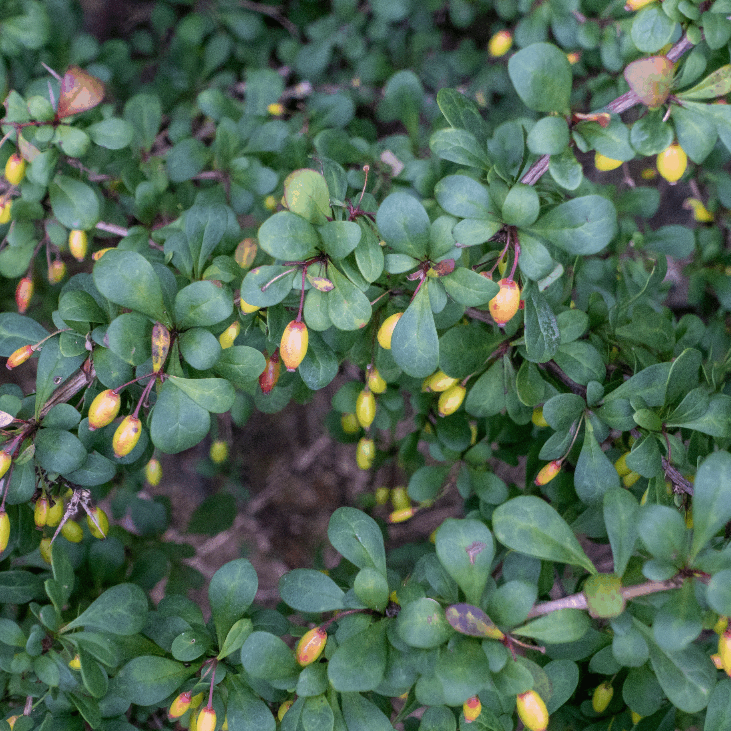 20250807-DSC02552-HDR