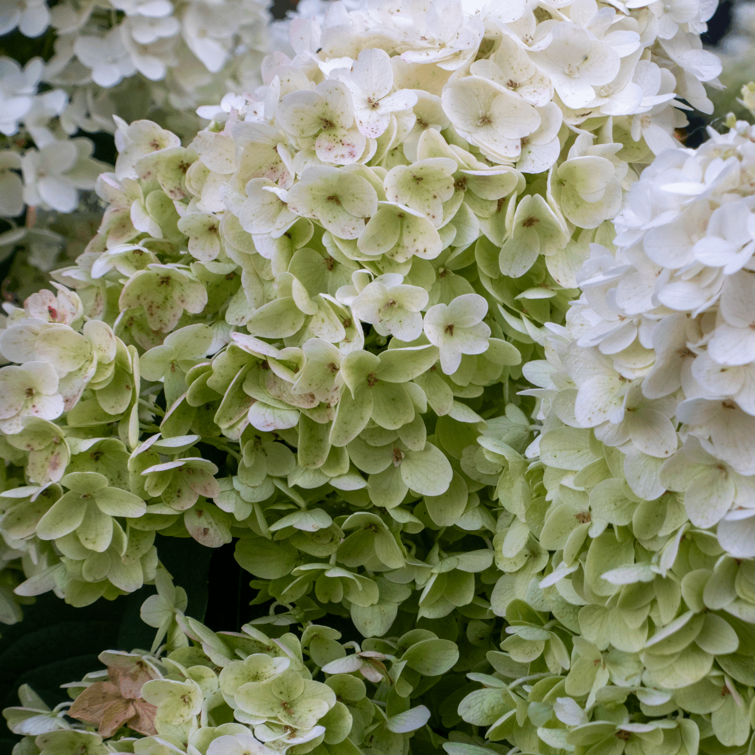 20250809-DSC02858-HDR