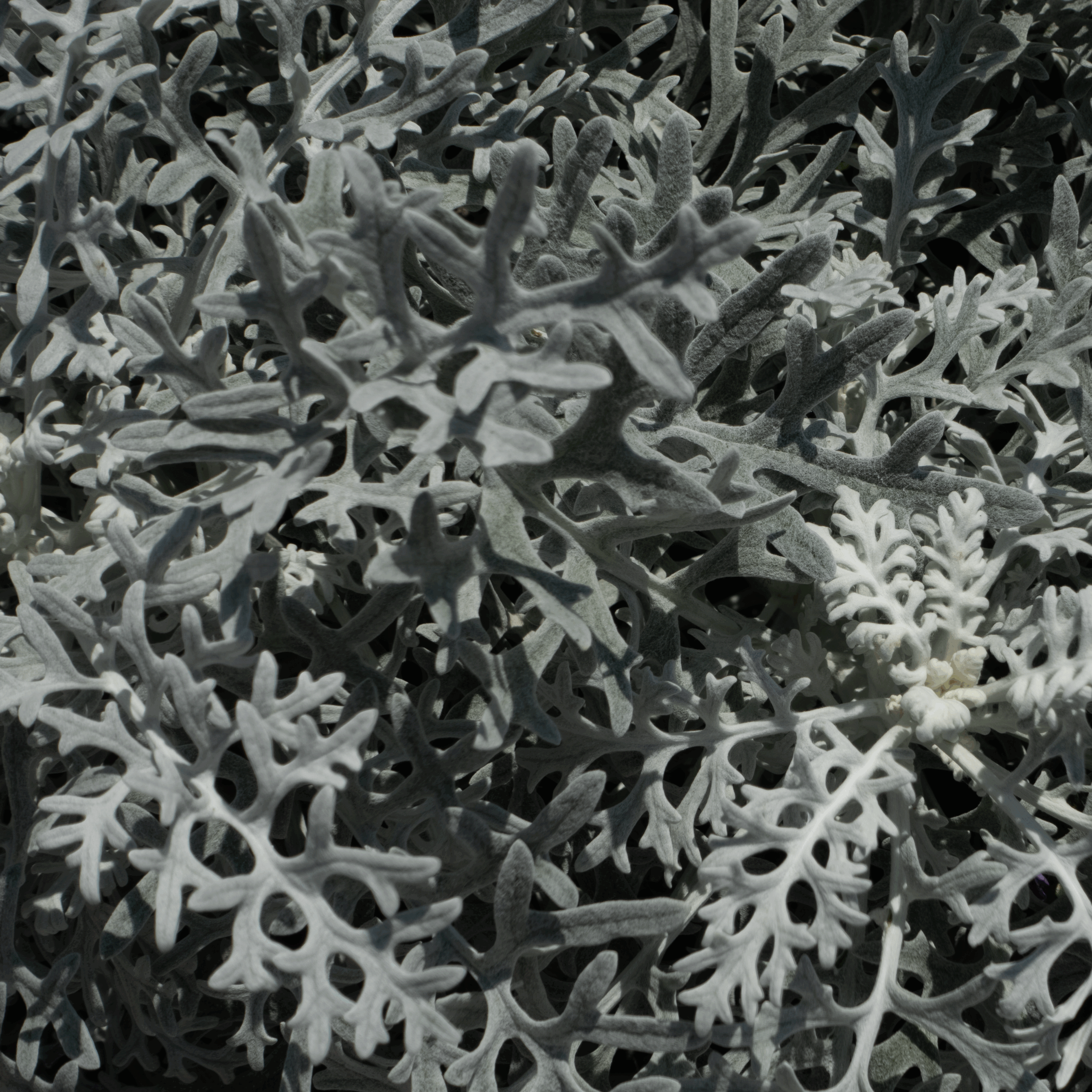 20250810-DSC02990-HDR