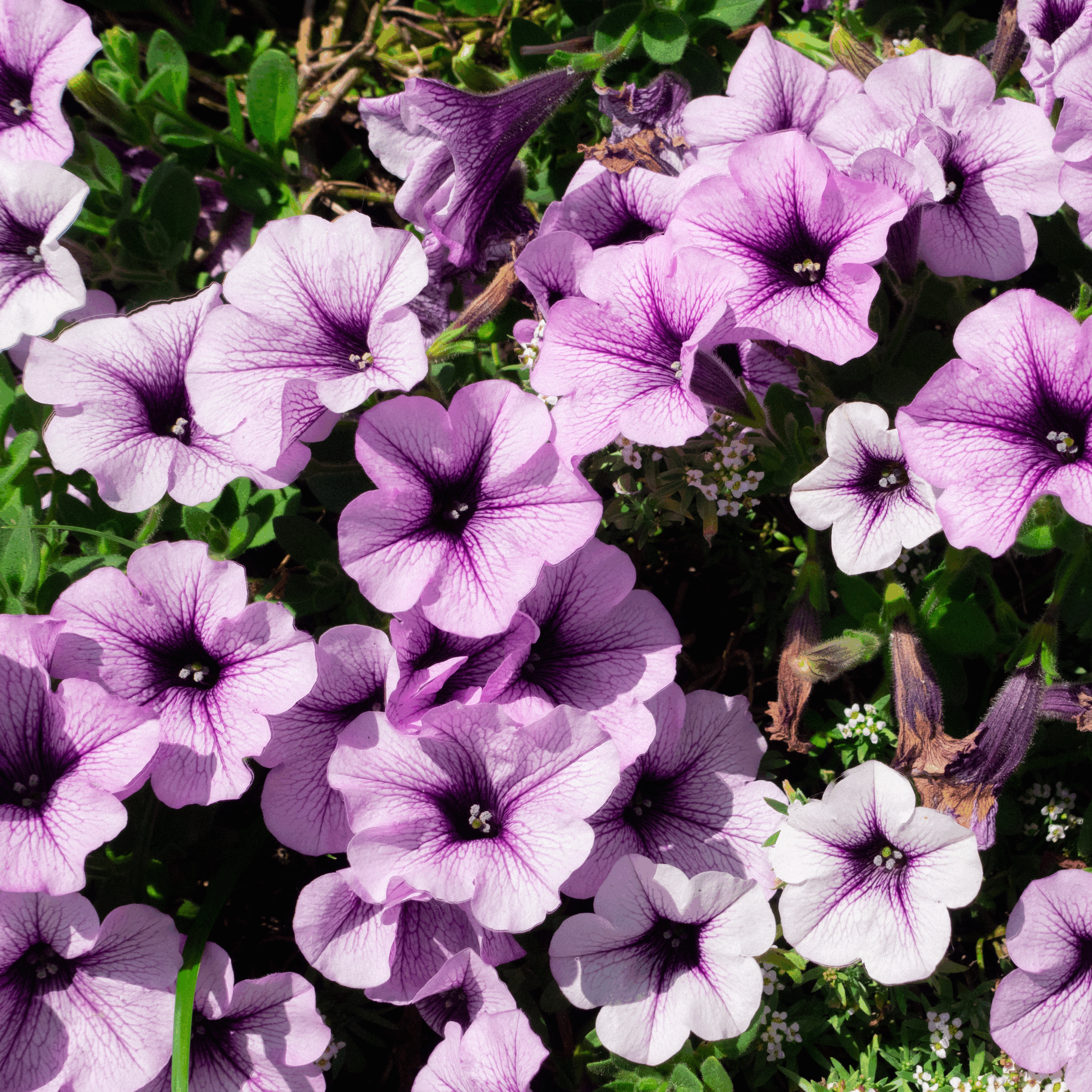 20250810-DSC02999-HDR