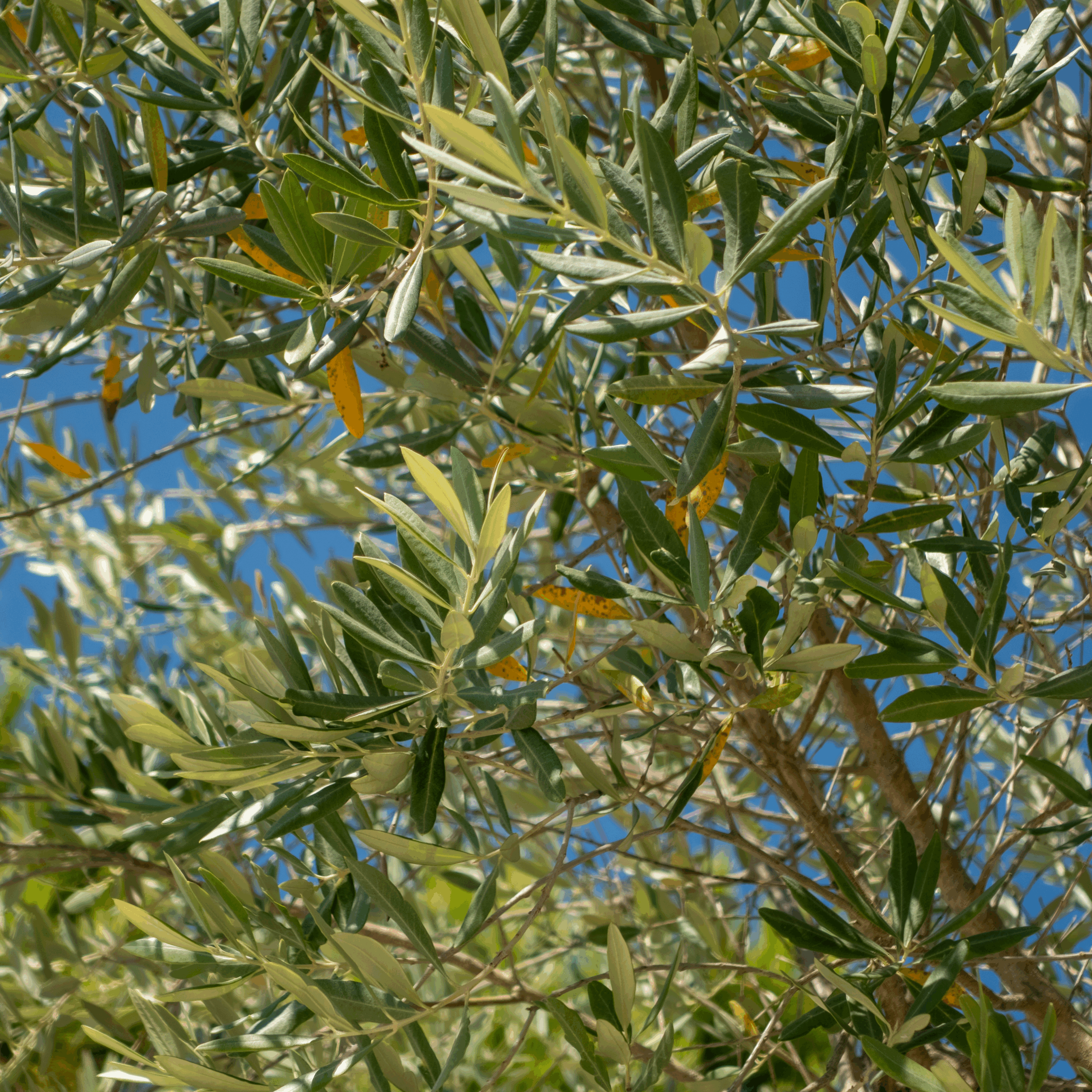 20250810-DSC03053-HDR