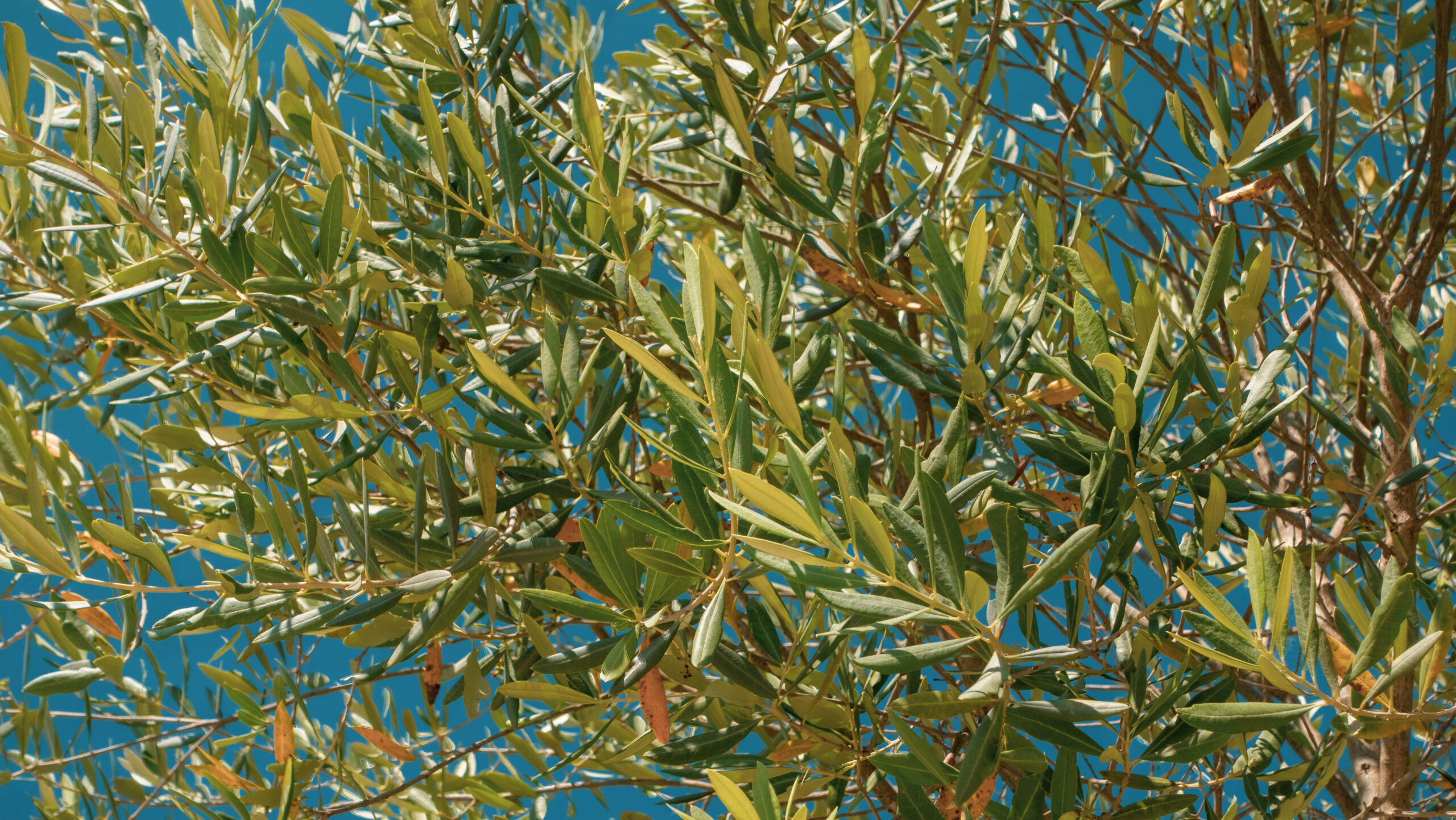 Small pieces of green